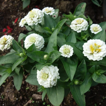 Ostálka Zinderella White - Zinnia elegans - semena - 20 ks