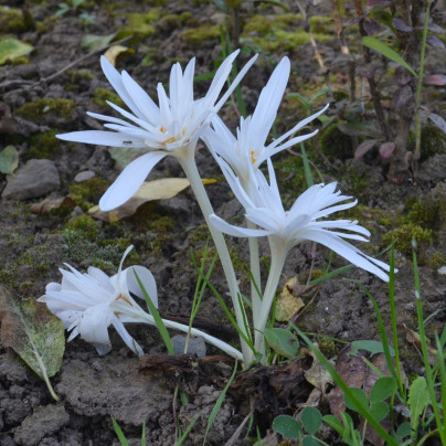 Ocún plnokvětý bílý - Colchicum alboplenum - cibuloviny - 1 ks