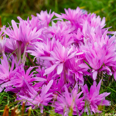 Ocún Waterlily - Colchicum - cibuloviny - 1 ks