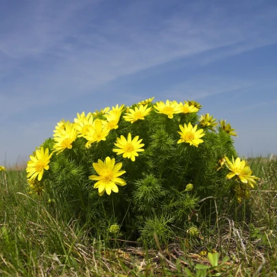 Hlaváček jarní - Adonis vernalis - semena - 50 ks