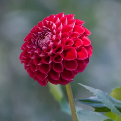 Jiřinka Glow - Dahlia - cibuloviny - 1 ks