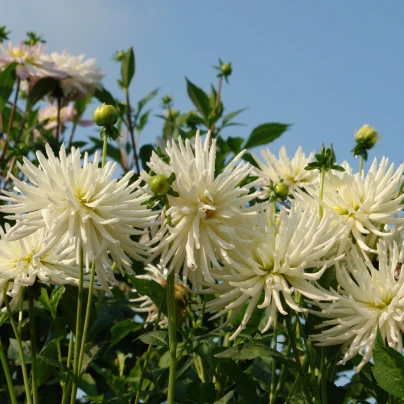 Jiřinka Playa Blanca - Dahlia - cibuloviny - 1 ks