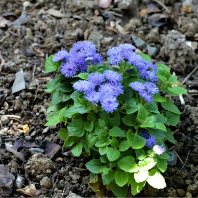 Nestařec americký Blue - Ageratum houstonianum - semena - 50 ks