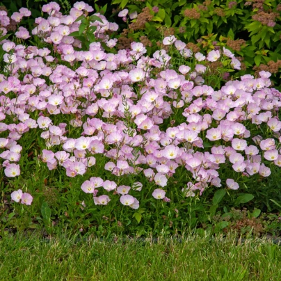 Pupalka růžová kobercová - Oenothera speciosa - semena - 50 ks