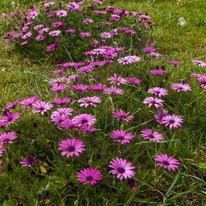 Paprskovka Purple - Osteospermum ecklonis - semena - 6 ks