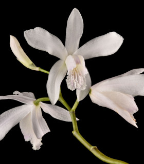 Orchidej vzpřímená bílá - Bletilla striata alba - cibuloviny - 1 ks