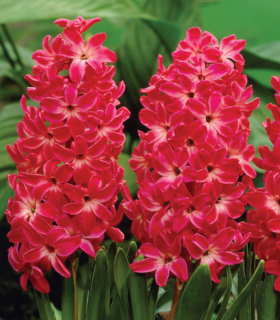 Hyacint Red Glory - Hyacinthus - cibuloviny - 1 ks