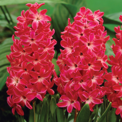 Hyacint Red Glory - Hyacinthus - cibuloviny - 1 ks