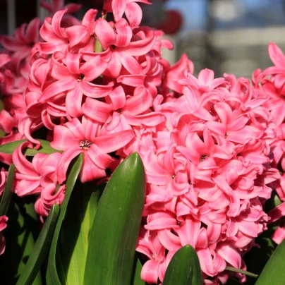 Hyacint Pink Pearl - Hyacinthus - cibuloviny - 1 ks