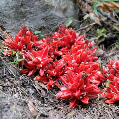 Zázvor Chrysantum – Zingiber chrysanthum – semena okrasného zázvoru