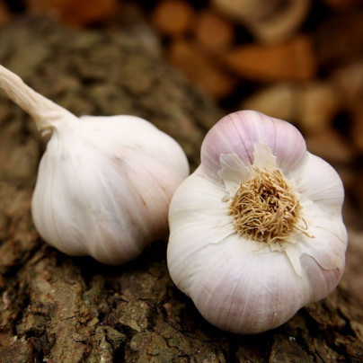 Sadbový česnek Matinka - Allium sativum - nepaličák - cibule česneku - 1 balení