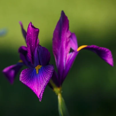 Kosatec holandský Purple Sensation - Iris hollandica - cibuloviny - 3 ks