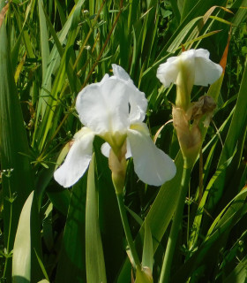 Kosatec německý bílý - Iris germanica - hlízy - 1 ks