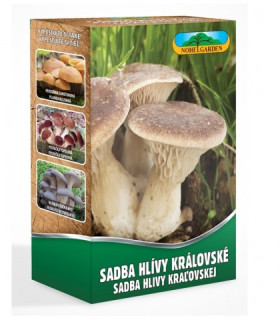 Hlíva královská máčková - Pleurotus ery - sadba - 250 ml