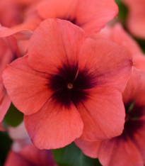 Barvínek Tatoo Papaya - Catharanthus roseus - semena barvínku - 30 ks