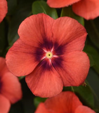 Barvínek Tatoo Tangerine - Catharanthus roseus - semena barvínku - 30 ks