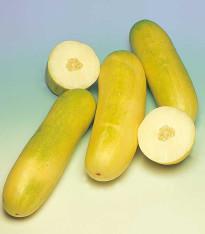 Okurka salátová Travito F1 - Cucumis sativus - semena - 10 ks