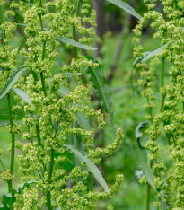 Semena šťovíku – Šťovík zahradní – Rumex patientia