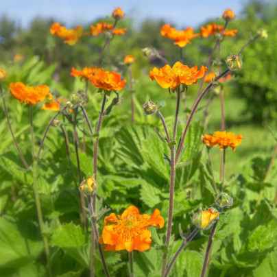 Kuklík šarlatový Koi - Geum coccineum - semena - 20 ks