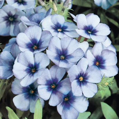 Plaménka Dolly Sky Blue F1 - Phlox drummondii - semena - 50 ks