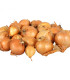 Cibule šalotka Golden Gourmet - Allium cepa - cibulky - 500 g