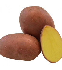 Sadbové brambory Red Anna - Solanum tuberosum - 5 kg