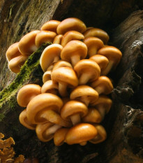 Šupinovka nameko - Pholiota nameko - sadba - 1 ks