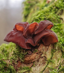 Ucho Jidášovo - Auricularia auricula-judae - sadba - 1 ks