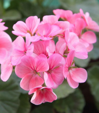 Muškát páskatý Jarka F1 - Pelargonium zonale - semena - 6 ks