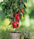 Paprika balkonová Almira Mini Red F1 - Capsicum annuum - semena - 5 ks