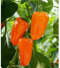 BIO Paprika Flynn F1 - Capsicum annuum - bio semena - 6 ks