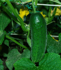 Okurka Najada F1 - Cucumis sativus - semena - 15 ks