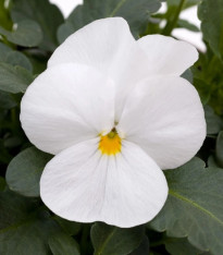 Violka rohatá Sorbet xp White - Viola cornuta - semena - 20 ks