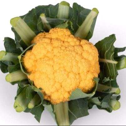 Květák Lisboa F1 - Brassica oleracea - semena - 10 ks