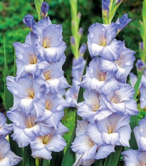 Gladiol Cobain - Gladiolus - cibuloviny - 3 ks