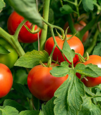 Rajče Dalimil - Solanum lycopersicum - semena - 0,1 g