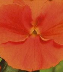 Maceška oranžová švýcarská Schweitzer Riesen - Viola wittrockiana - semena - 0,3 g
