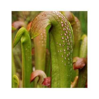 Špirlice přivřená - Sarracenia minor - semena - 12 ks