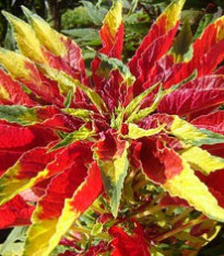 Laskavec tricolor - Amaranthus tricolor - semena - 0,2 g