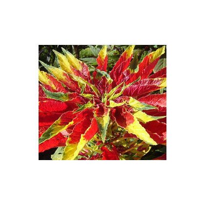 Laskavec tricolor - Amaranthus tricolor - semena - 0,2 g