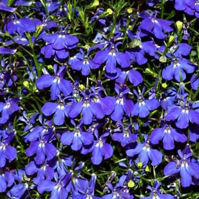 Lobelka drobná směs - Lobelia erinus - semena - 1 000 ks