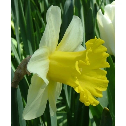 Narcis Goblet - Narcissus - cibuloviny - 3 ks