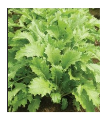 Mizuna Kruis F1 - japonská hořčice - Brassica campestris Japonica - semena - 0,02 g