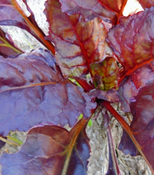 Mizuna Červený Devil F1 - japonská hořčice - Brassica campestris Japonica - semena - 0,02 g