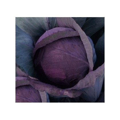Zelí hlávkové červenočerné - Brassica oleracea - semena - 0,5 g