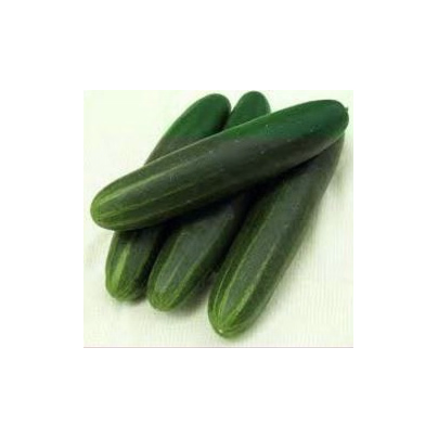 BIO Okurka Palladium F1 - bio semena - 4 ks