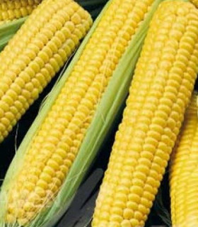 Kukuřice cukrová Tasty Sweet F1 - Zea Mays - semena - 16 ks