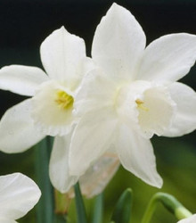 Narcis Rippling Waters - Narcissus L. - cibuloviny - 3 ks