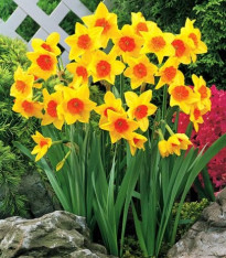 Narcis Suzy - Narcissus - cibuloviny - 3 ks