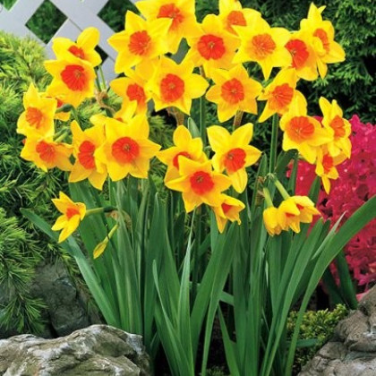 Narcis Suzy - Narcissus - cibuloviny - 3 ks
